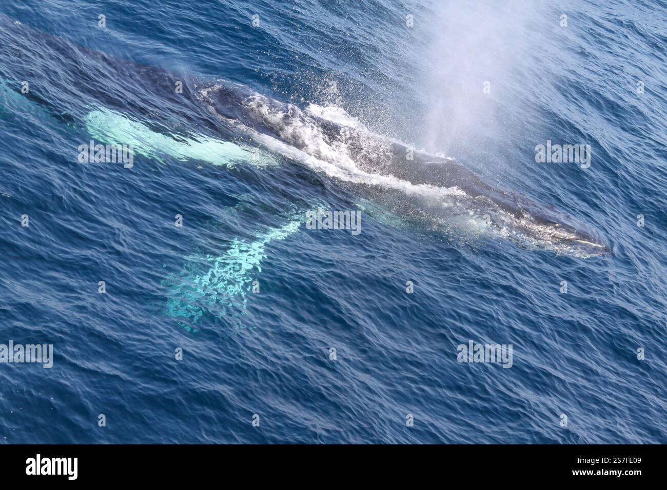 A whale is swimming in the ocean with its tail sticking out of the ...