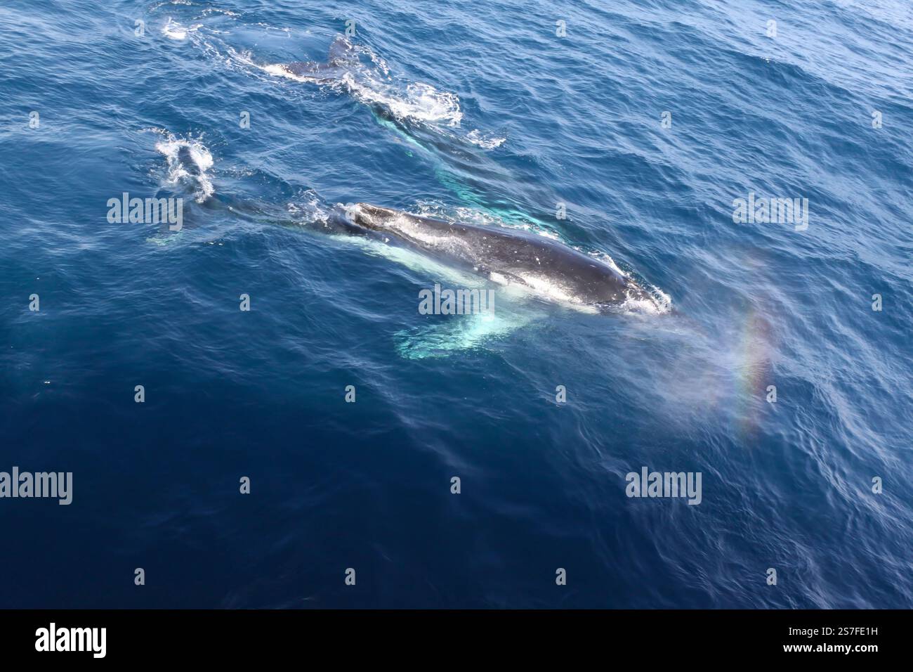 A whale is swimming in the ocean with its tail sticking out of the ...