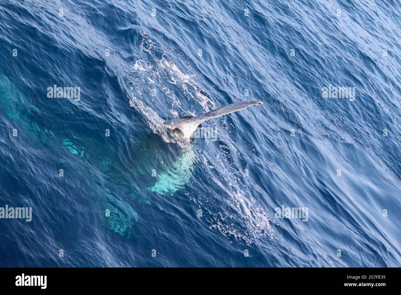 A whale is swimming in the ocean with its tail sticking out of the ...