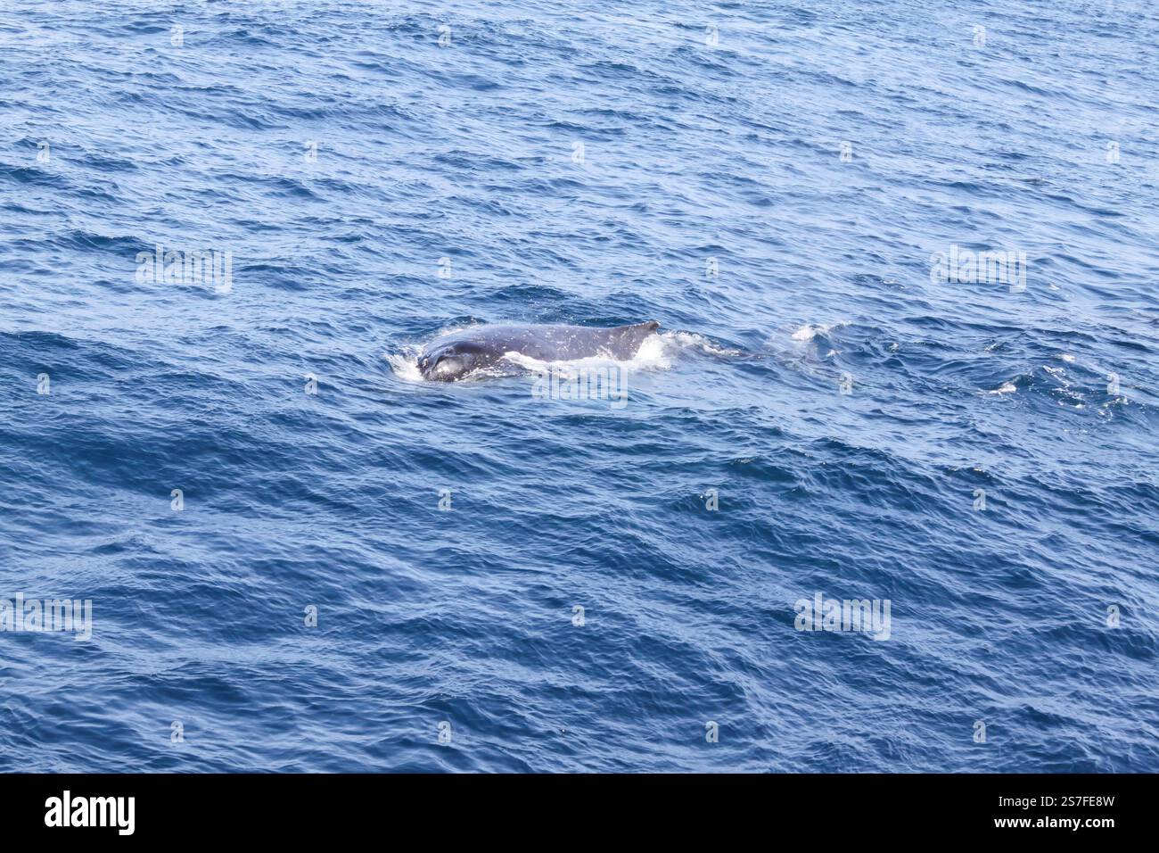 A whale is swimming in the ocean. The water is blue and calm. The whale ...