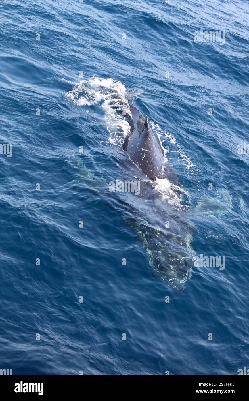 A whale is swimming in the ocean. The water is blue and the whale is ...