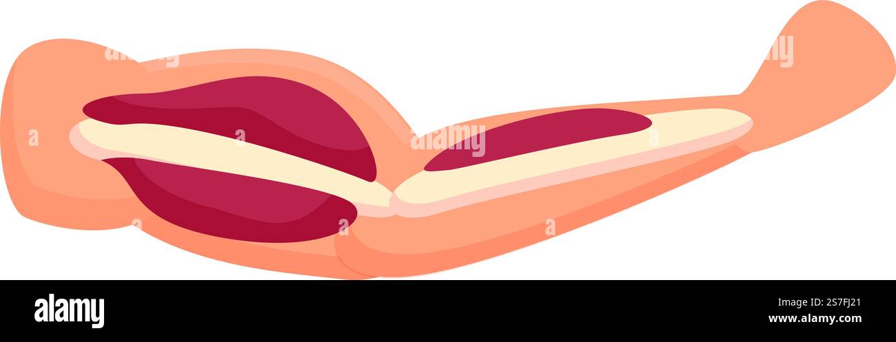 Hand muscle icon cartoon vector. Strong muscular. Fiber body. Hand ...