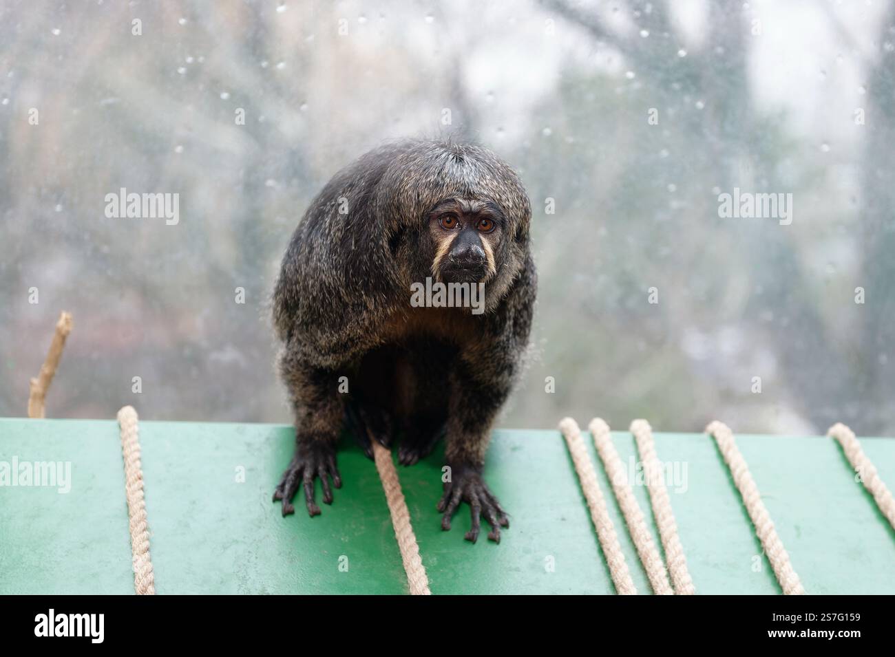 Vienna, Austria. House of the Sea. White-headed saki (Pithecia pithecia ...