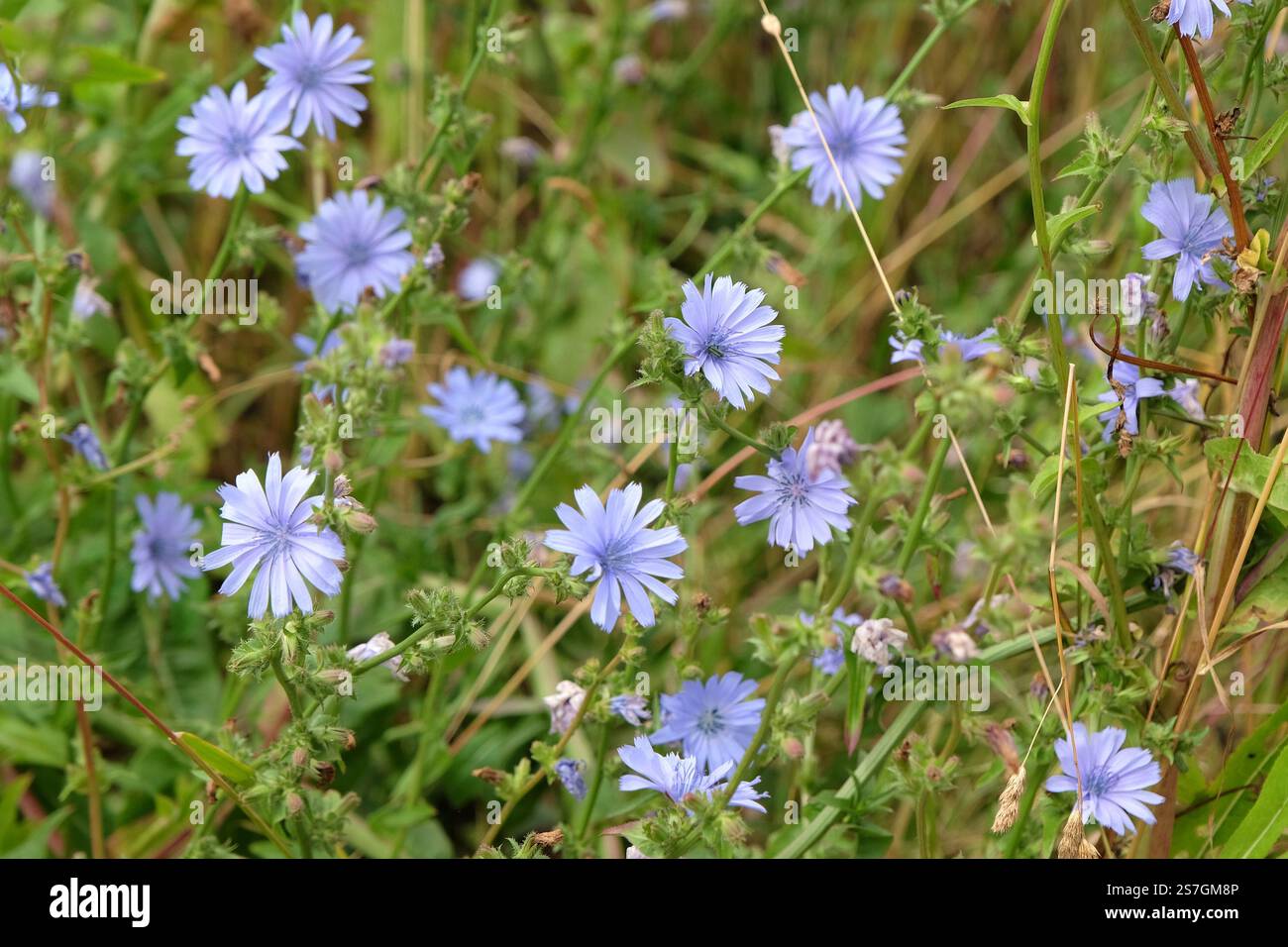 Blue Common chicory, Cichorium intybus in flower. Stock Photo