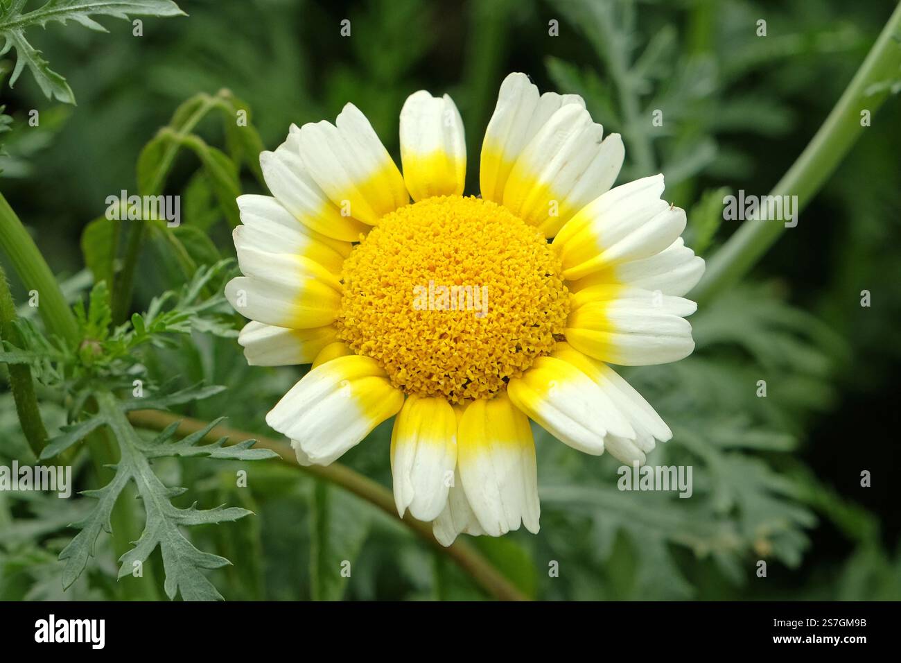 Chopsuey greens hi-res stock photography and images - Alamy