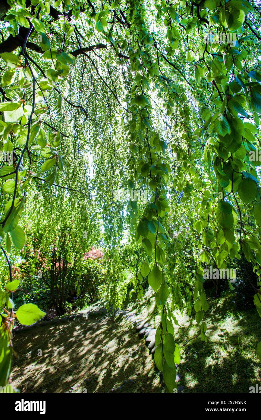 Amazing green leaves of beech tree in early May - fantastic nature (lush foliage).: sun shiny through green leaves and enjoyment of life coming Stock Photo