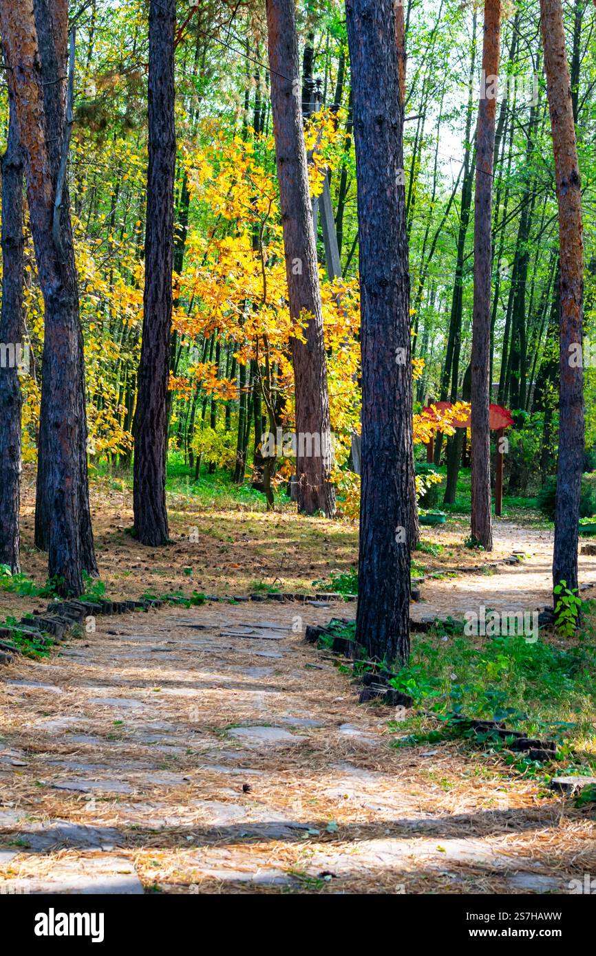 Forest path tall trees sunlight hi-res stock photography and images - Alamy