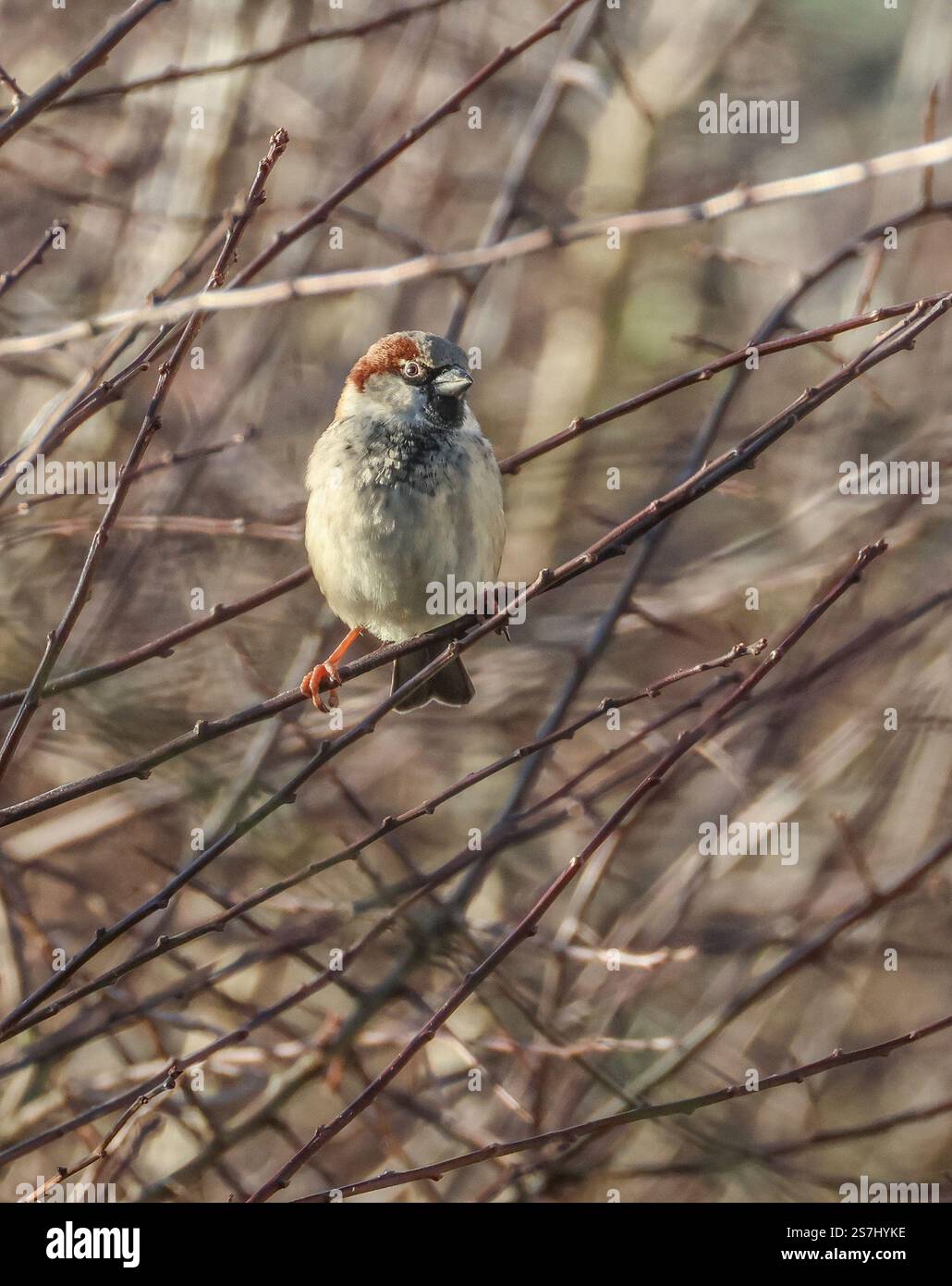 single passer domesticus house sparrow perched on hedgerow in winter sunlight. Stock Photo