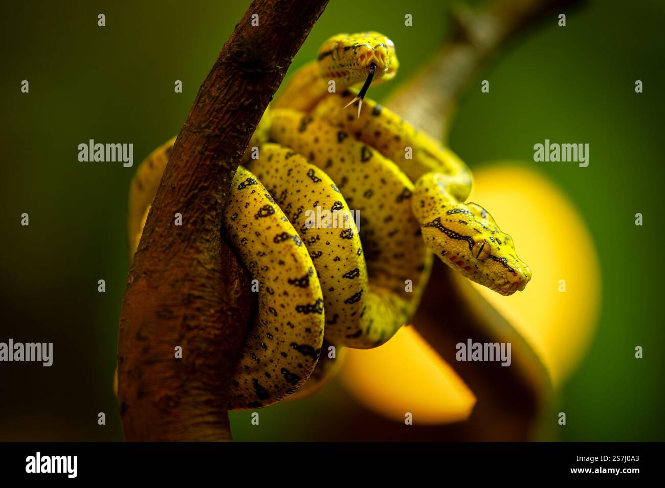 Two Vibrant Baby Green Tree Pythons on Branch Stock Photo - Alamy