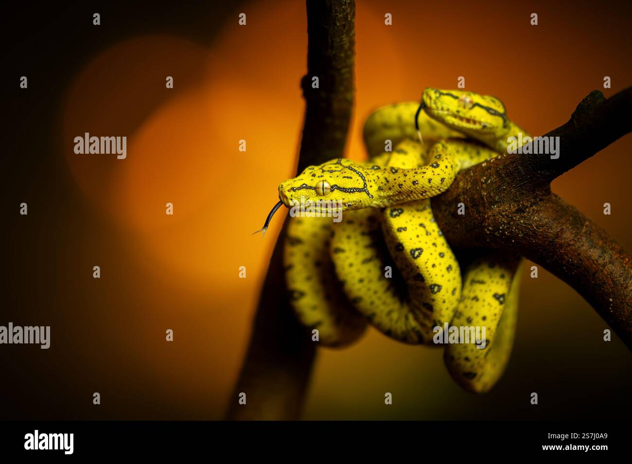 Baby pythons hi-res stock photography and images - Alamy