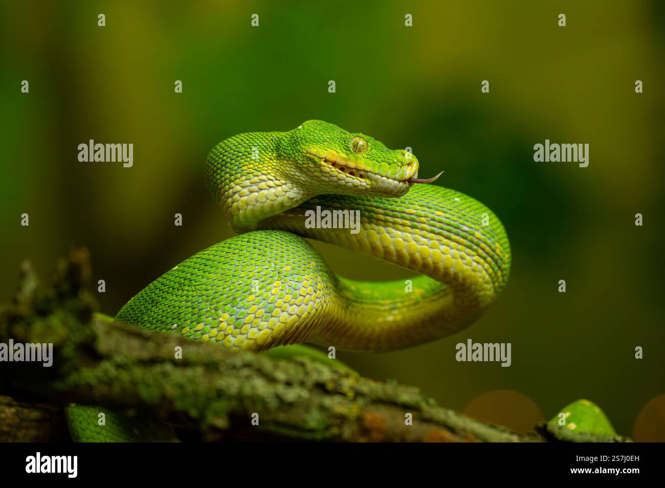 Green Tree Python Coiled on Branch with green blurred background. Dangerous snake in his natural habitat. Stock Photo