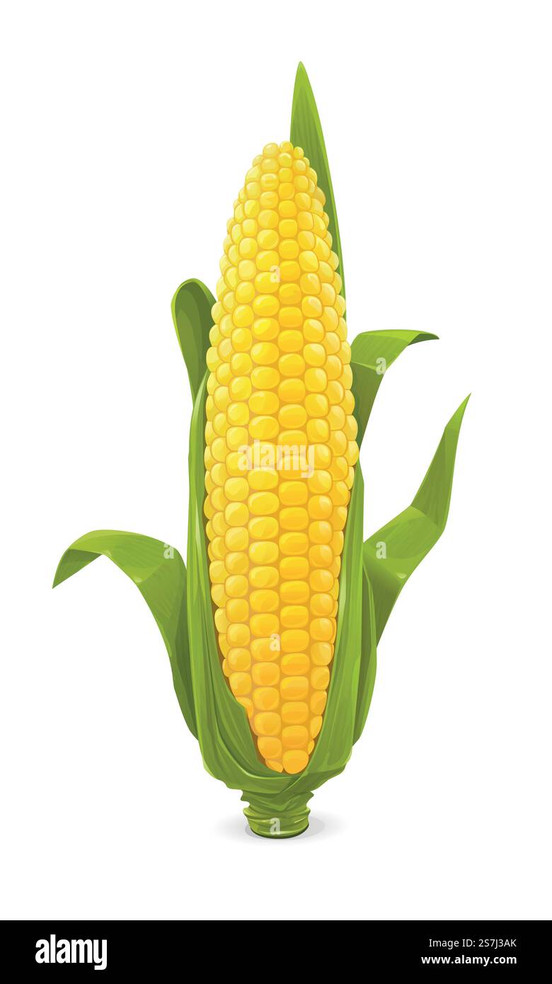 Vector illustration of a corn cob Stock Vector Image & Art - Alamy