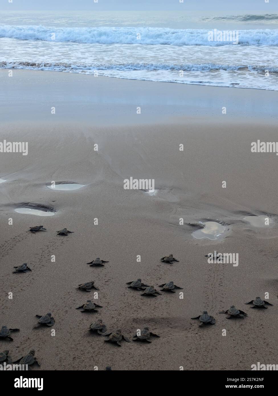 Baby Turtles Race to the Sea - Smartphone Captured Stock Image