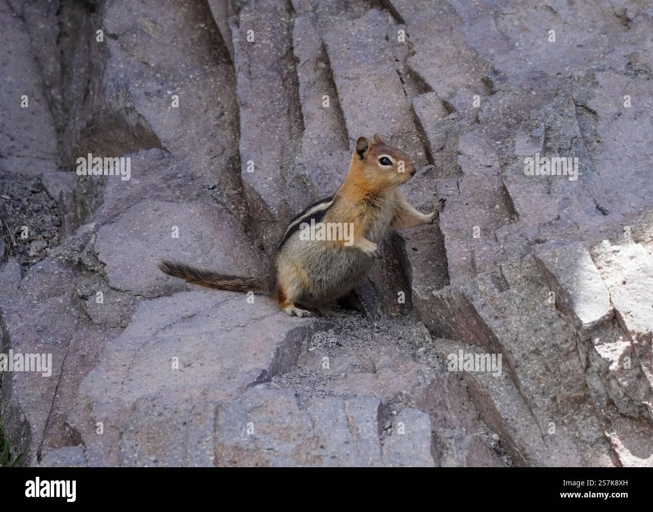 A small chipmunk with a striped back stands on a rocky surface, curiously observing its surroundings in broad daylight. Stock Photo