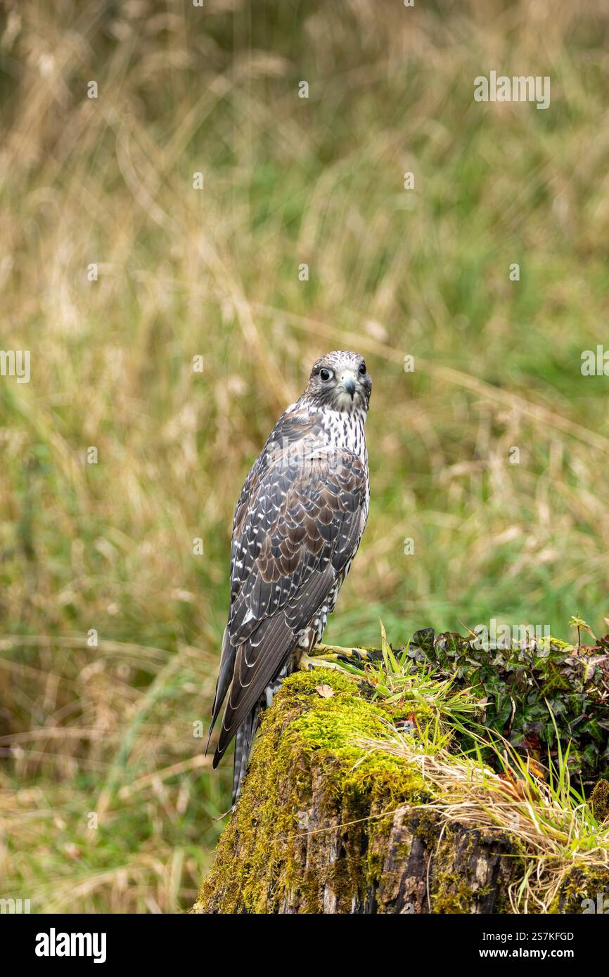 The Gyrfalcon is a carnivorous raptor preying on birds and mammals ...