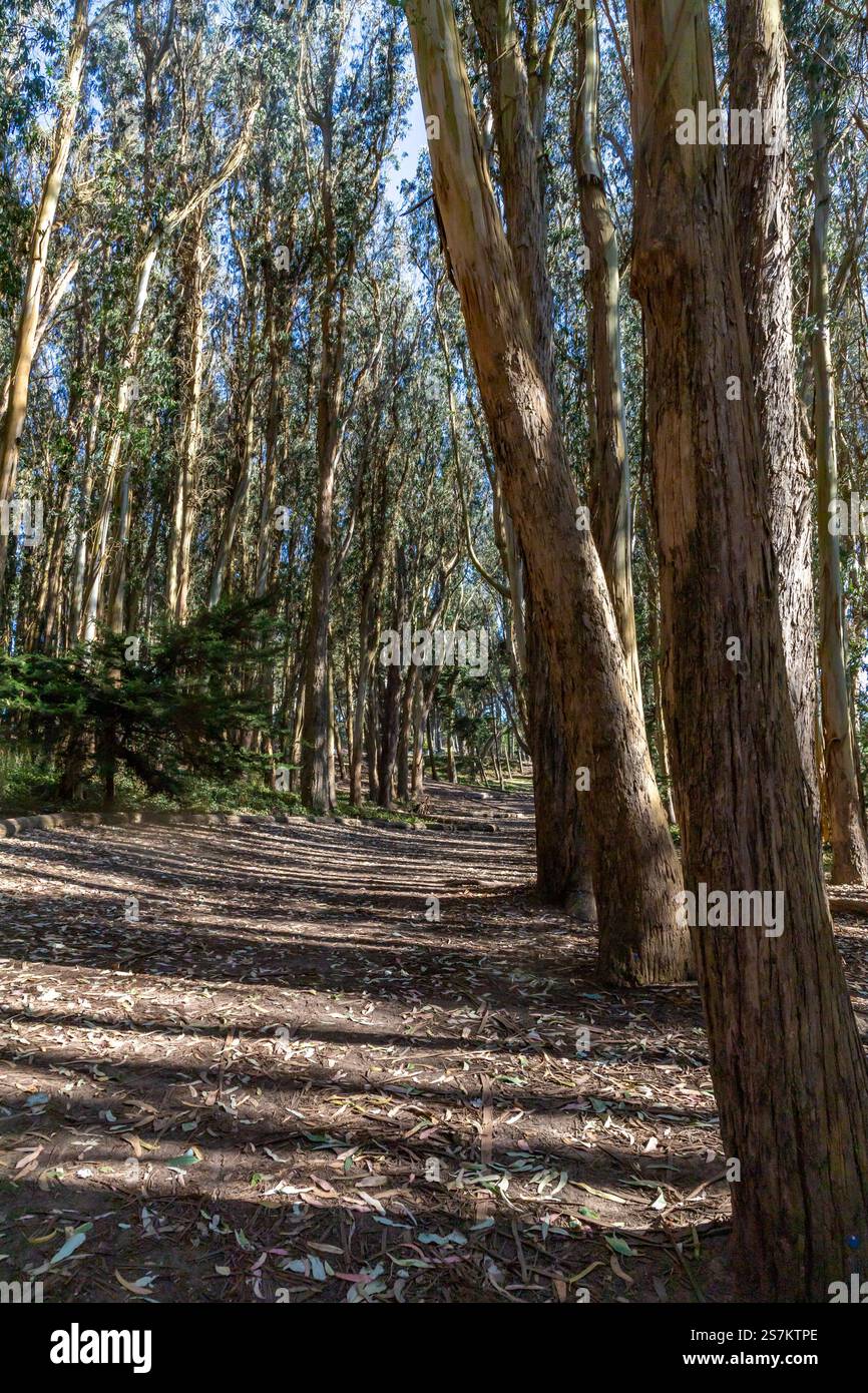 Andy Goldsworthy's Wood Line, San Francisco, California, USA Stock ...