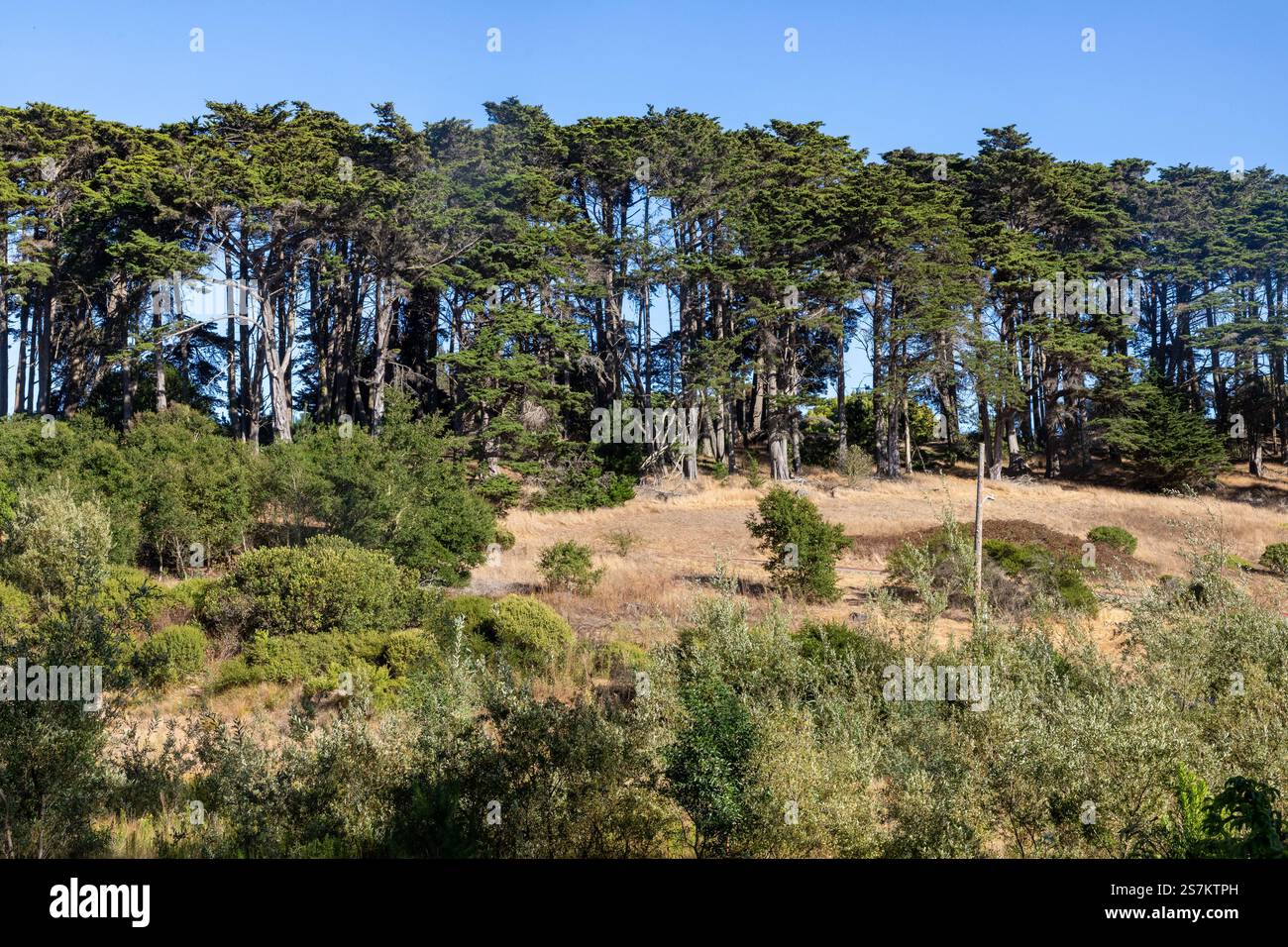 Andy Goldsworthy's Wood Line, San Francisco, California, USA Stock ...