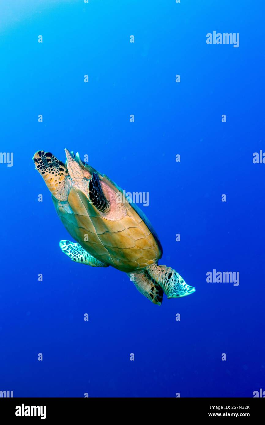 A Marine Turtle diving into the deep blue at Turks & Caicos Islands at the Caribbean Sea Stock Photo