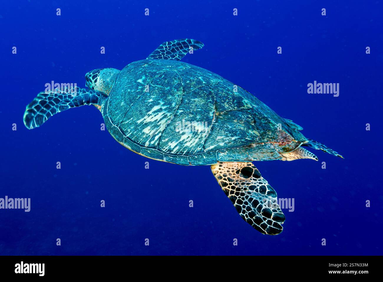A Marine Turtle diving into the deep blue at Turks & Caicos Islands at the Caribbean Sea Stock Photo