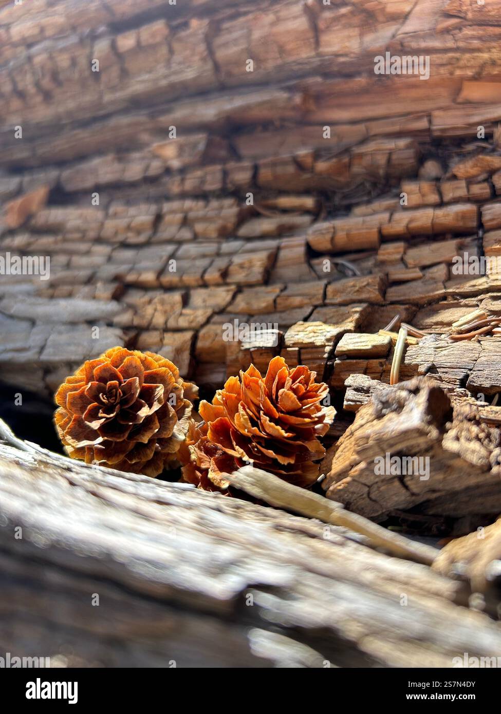Pine cones - Smartphone Captured Stock Image