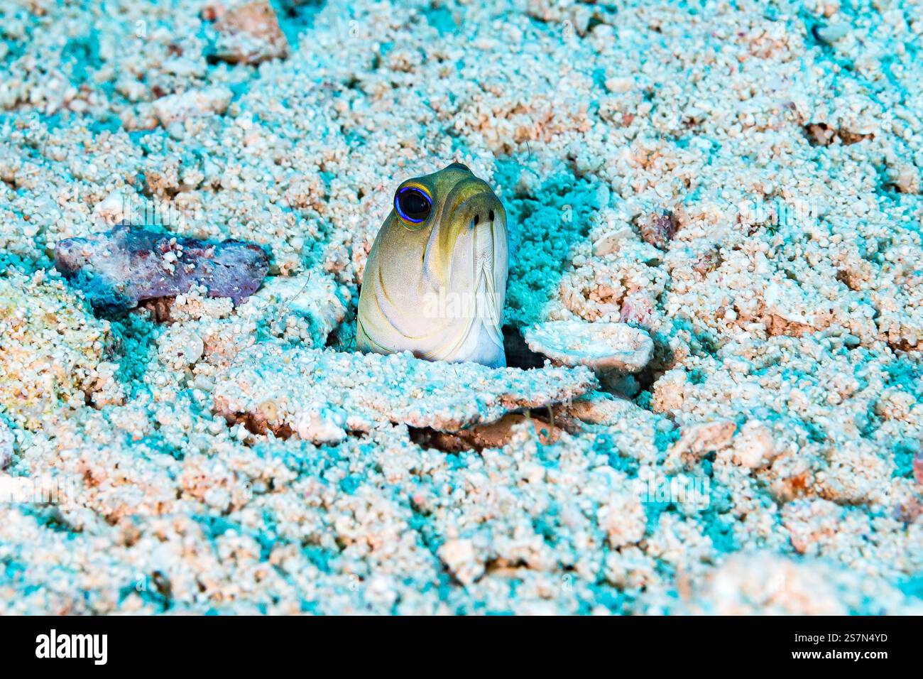 A Yellowhead Jawfish emerging its sand hole at Turks & Caicos Islands ...