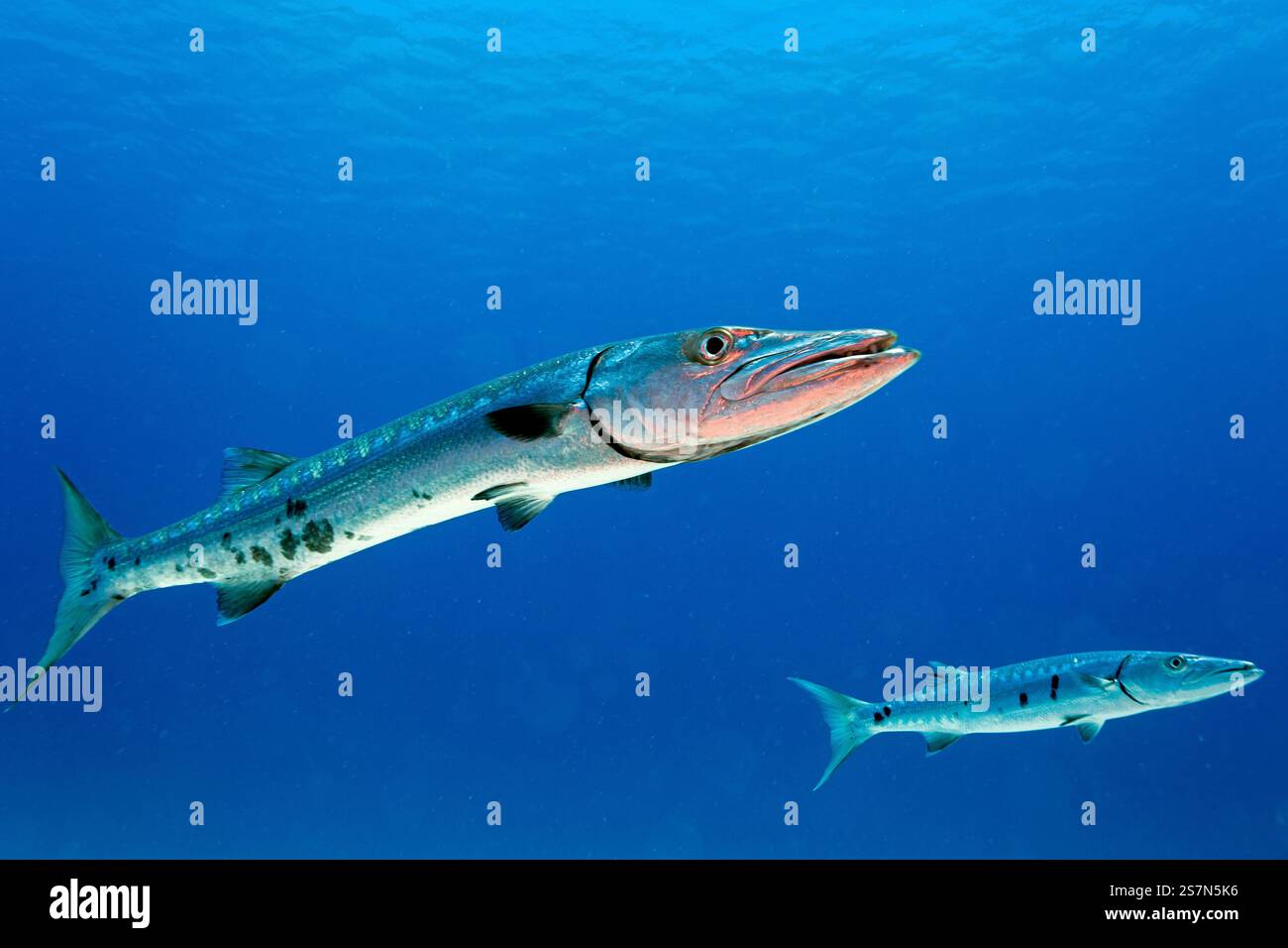 Extraordinary Show Me Pictures Of Barracudas Gallery