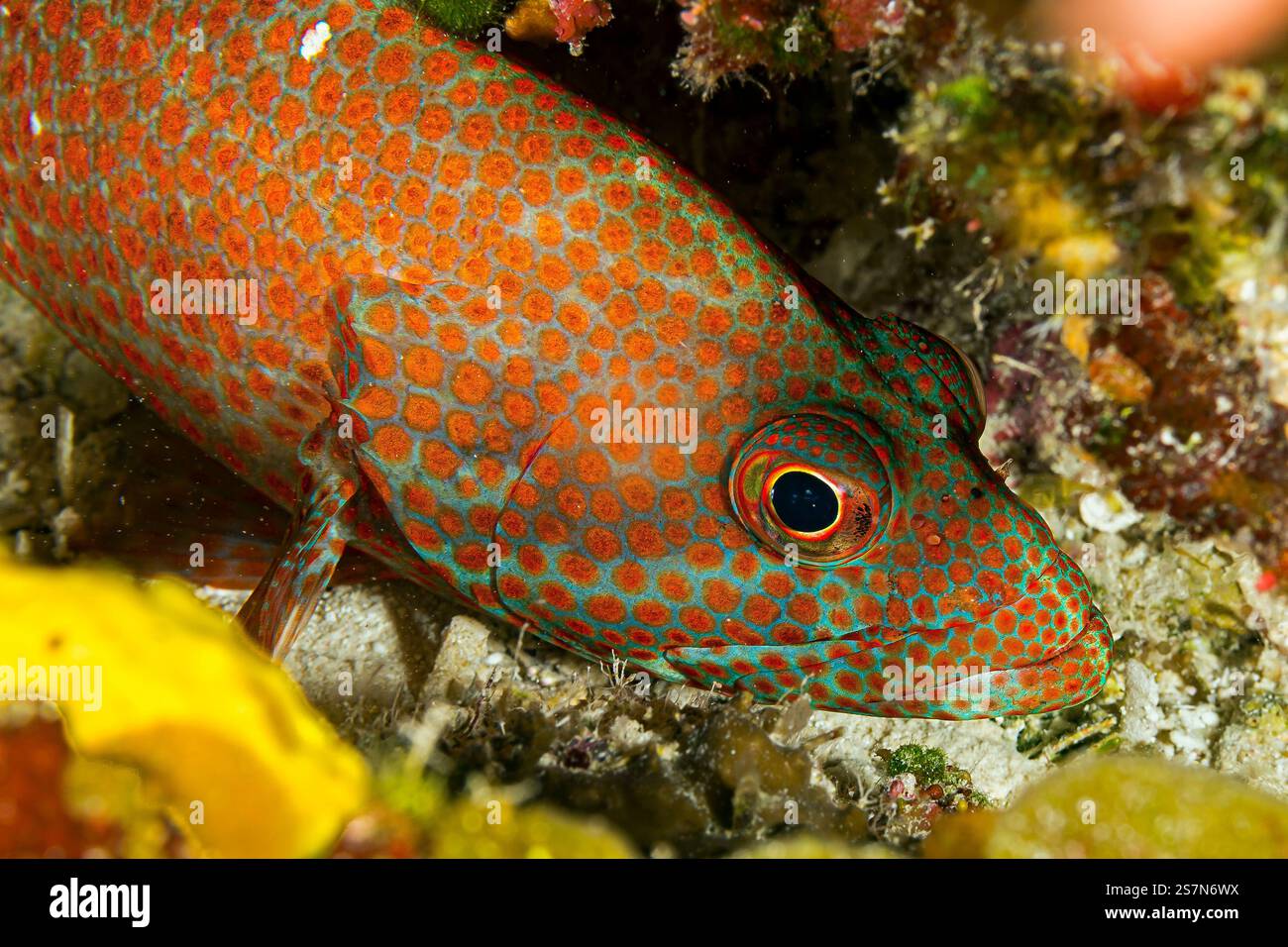 Coney Fish Caribbean