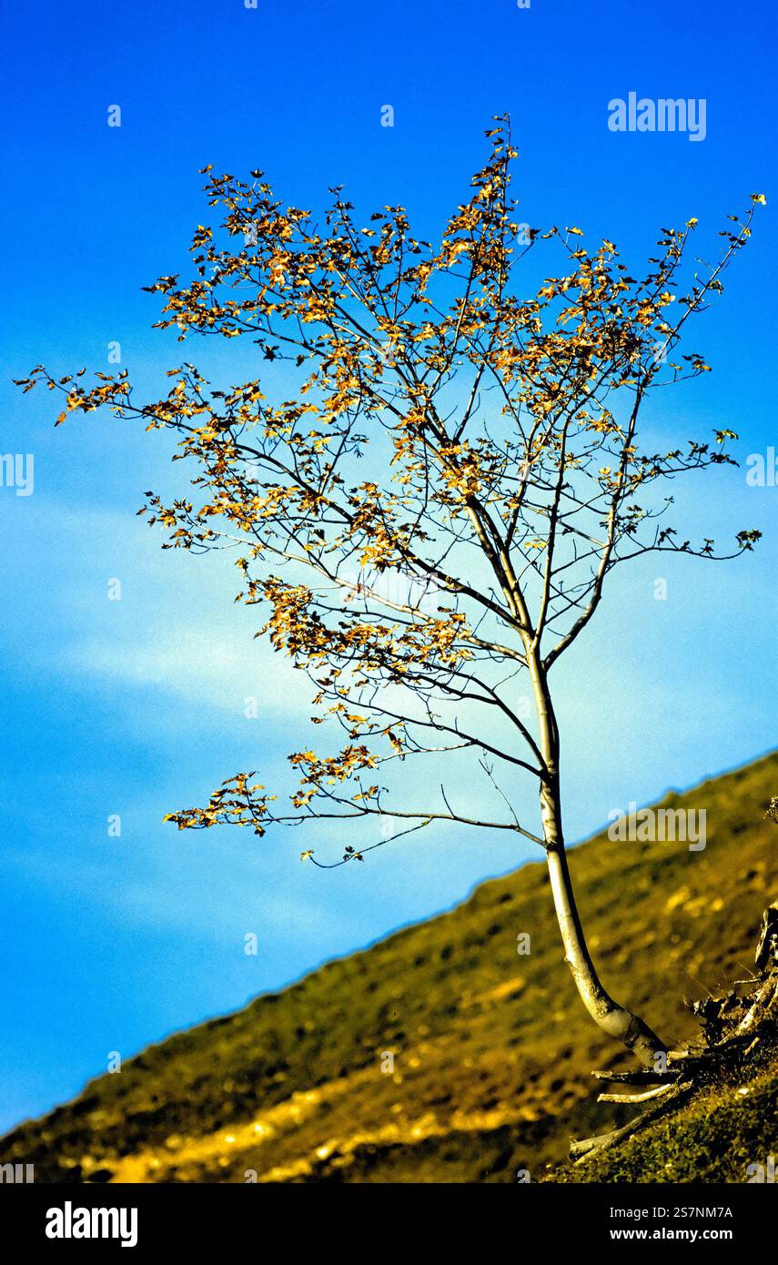 Young maple tree on hillside, Upper Bavaria, Germany Stock Photo