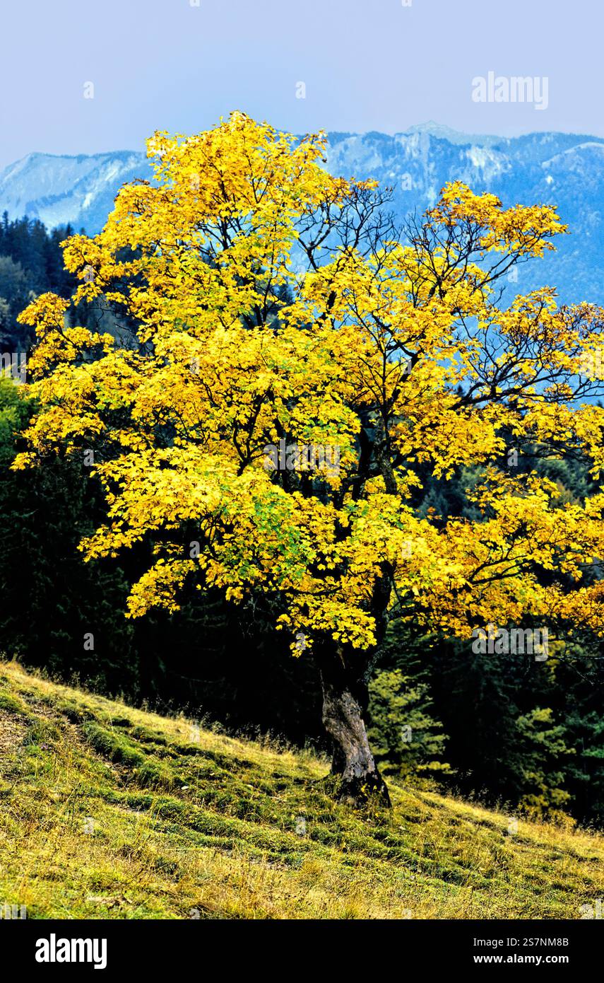 Maple tree on hillside, Bavaria, Germany Stock Photo