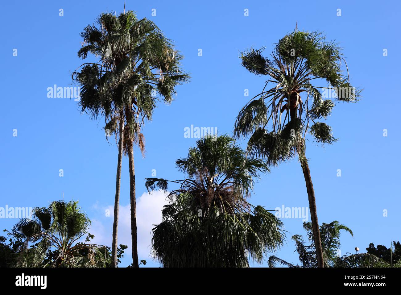 three tall palms against clear deep blue sky Stock Photo