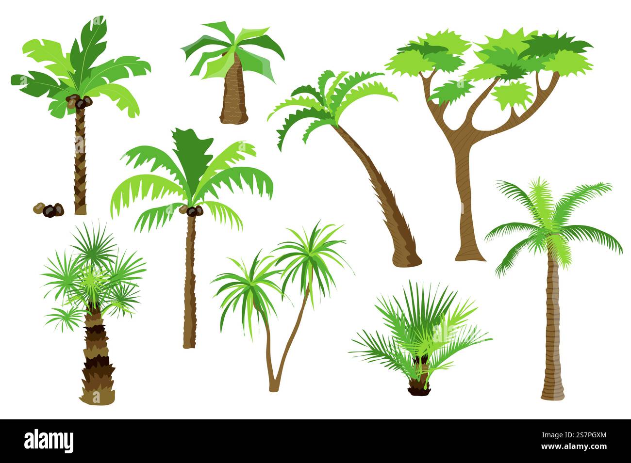 Palm trees set graphic elements in flat design. Bundle of different types of palm trees with coconuts and bushes with green crown of leaves, trunks and branches. Vector illustration isolated objects Stock Vector
