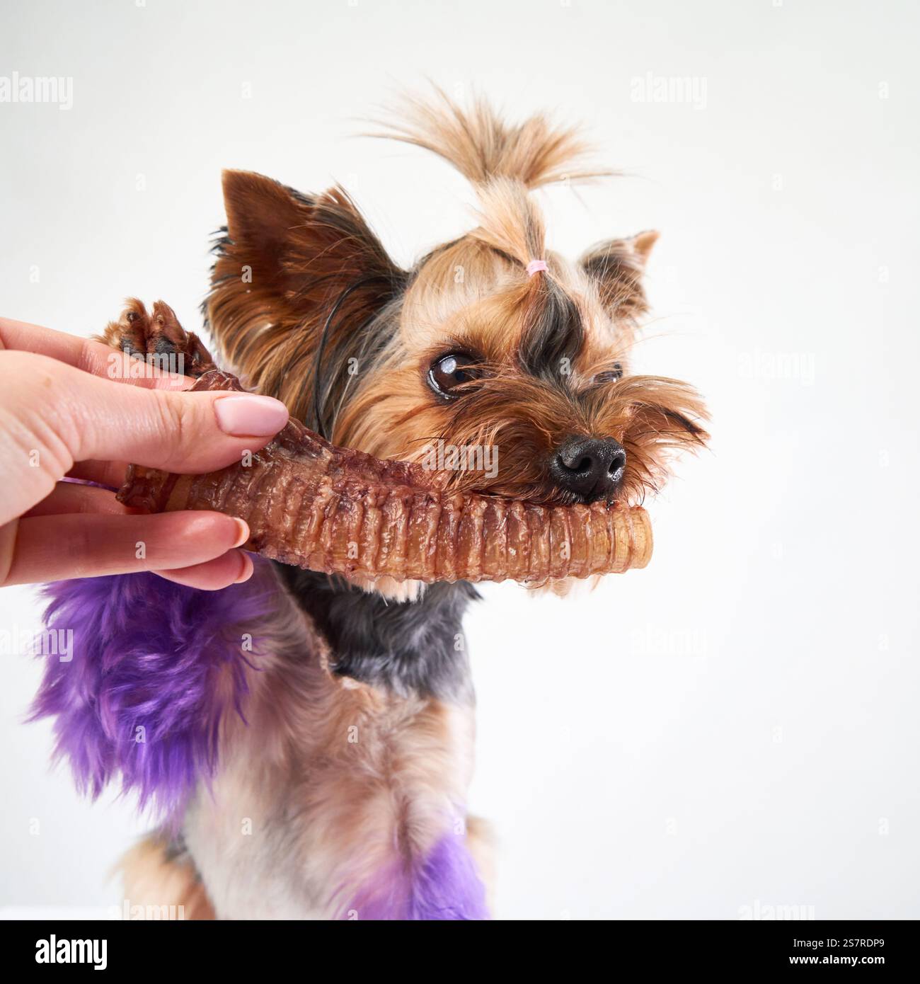 A Yorkshire Terrier is receiving a treat from a hand. The dog looks eager and ready to enjoy its snack. Stock Photo