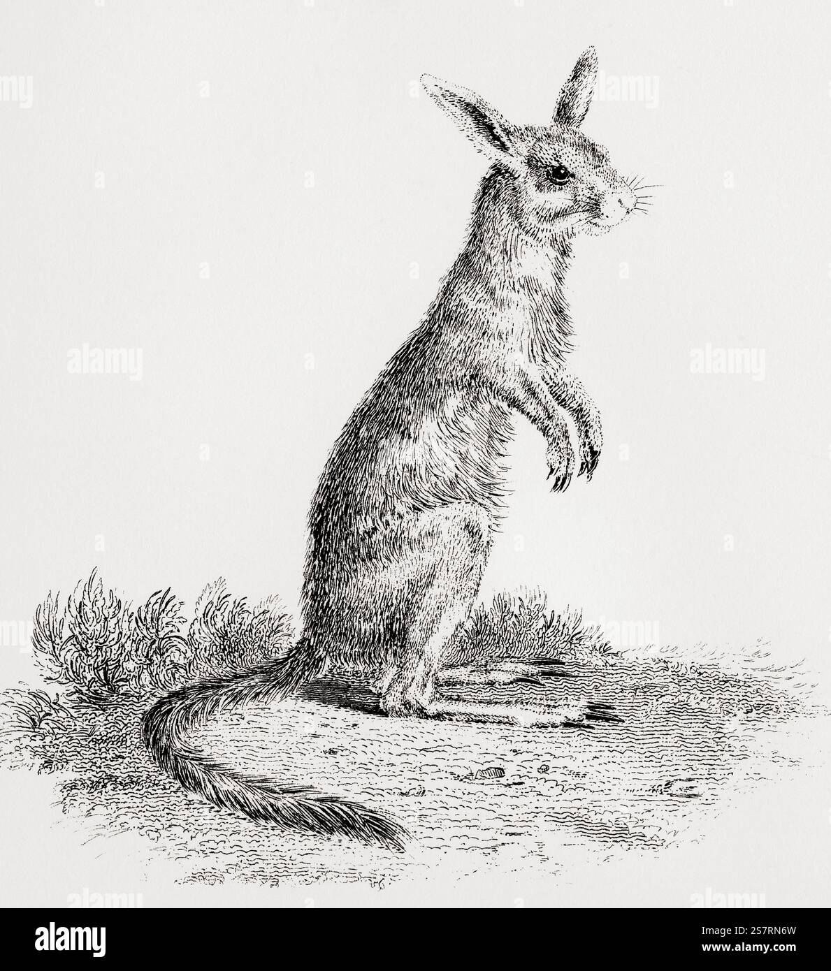 Springhare Rabbit Springhare pedetes capensis hi-res stock photography and images - Alamy
