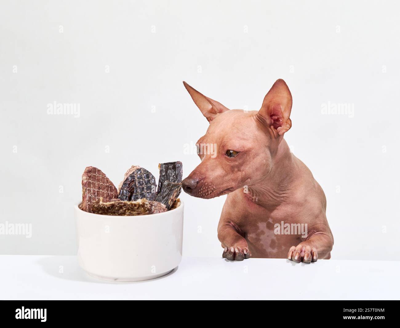 An American Hairless Terrier looks intently at a bowl filled with treats on a white background. The dog attention is fully captured by the food in Stock Photo