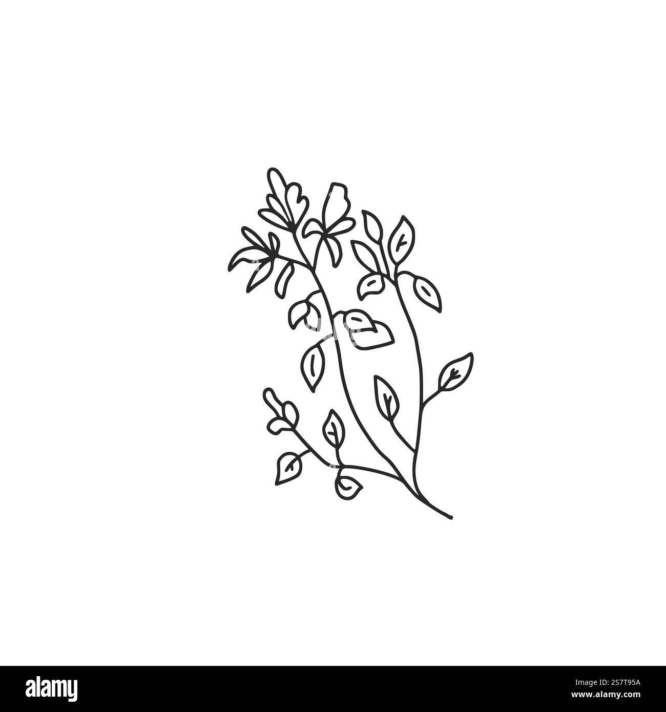 Oregano doodle culinary herb. Vector hand drawn illustration isolated on white background. Stock Vector