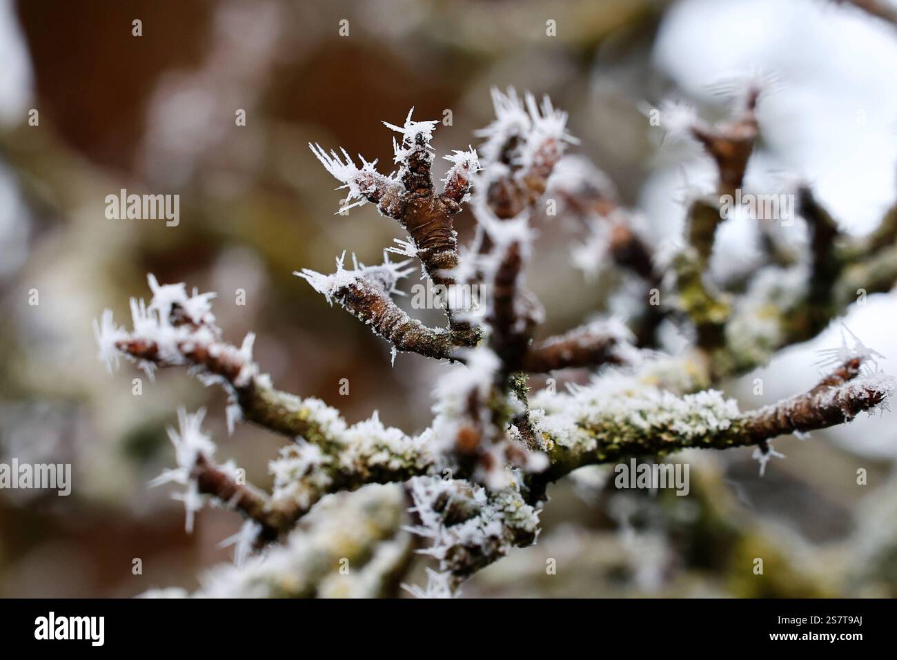 Frost 20.01.2025, Ostramondra, Frost hat Eiskristalle auf den Zweigen ...