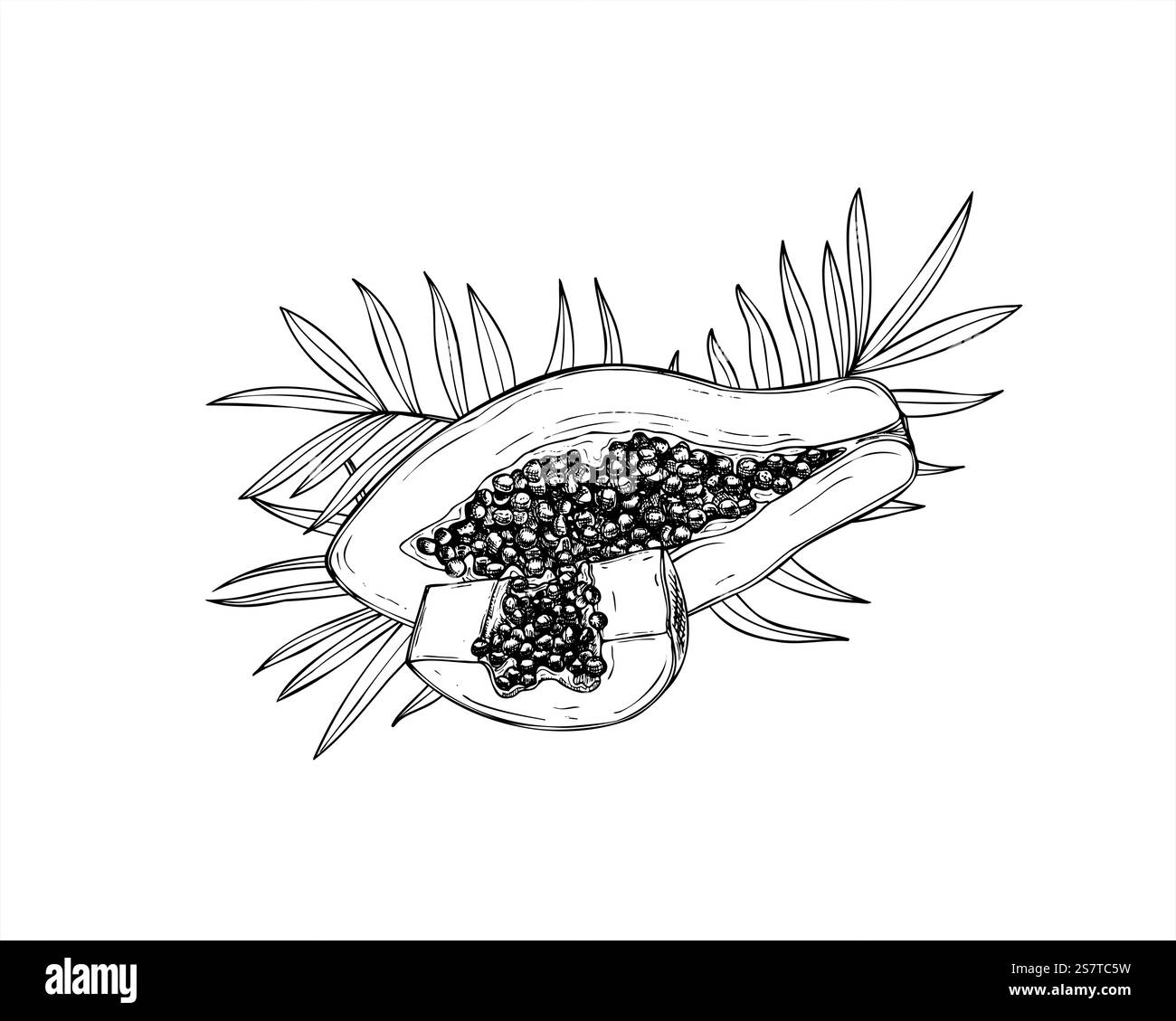 Vector tropical half and slice papaya fruit with seeds and palm leaves hand drawn illustration painted by black inks. Sweet pawpaw dessert graphic Stock Vector