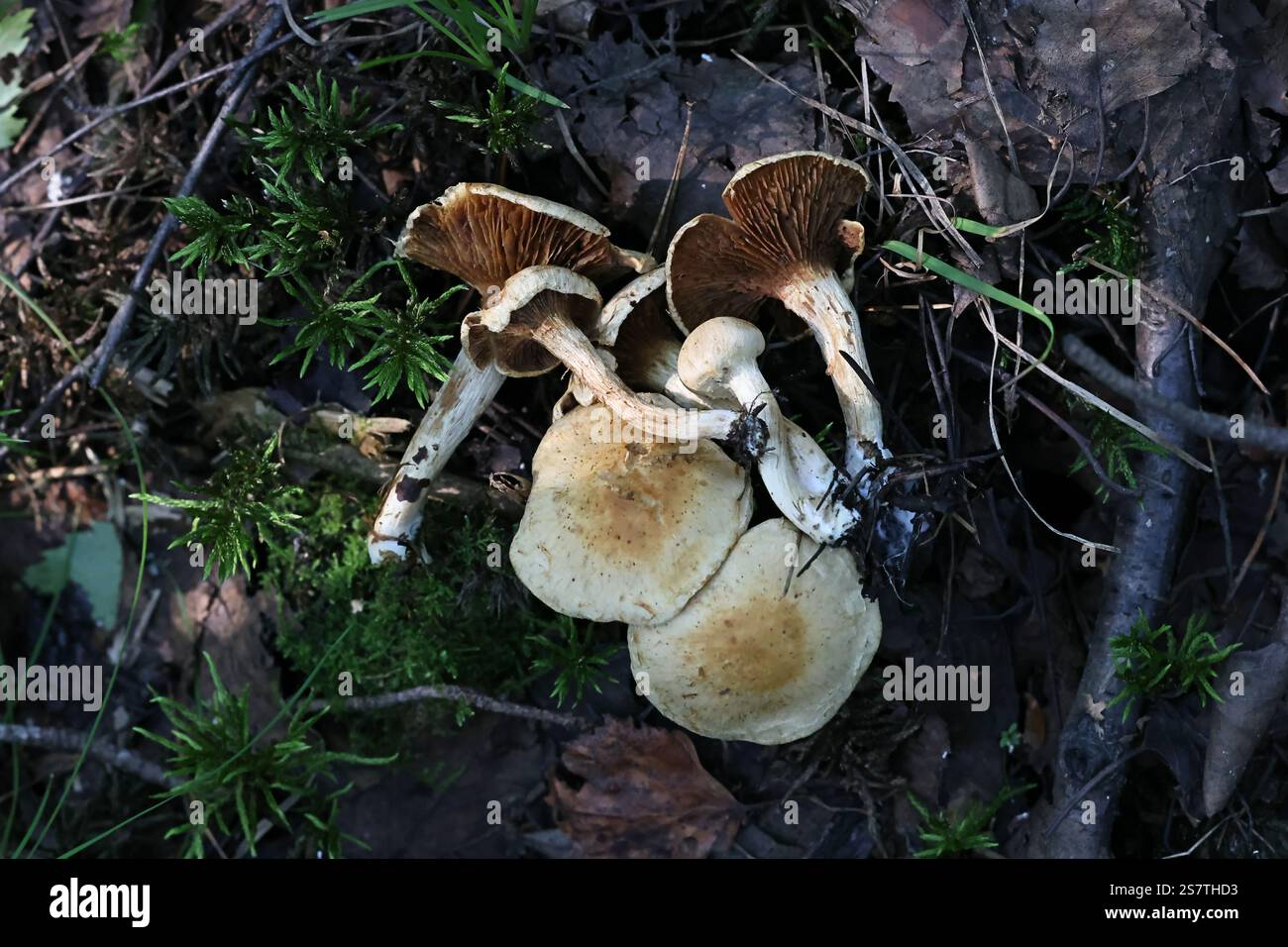 Mallocybe agardhii hi-res stock photography and images - Alamy