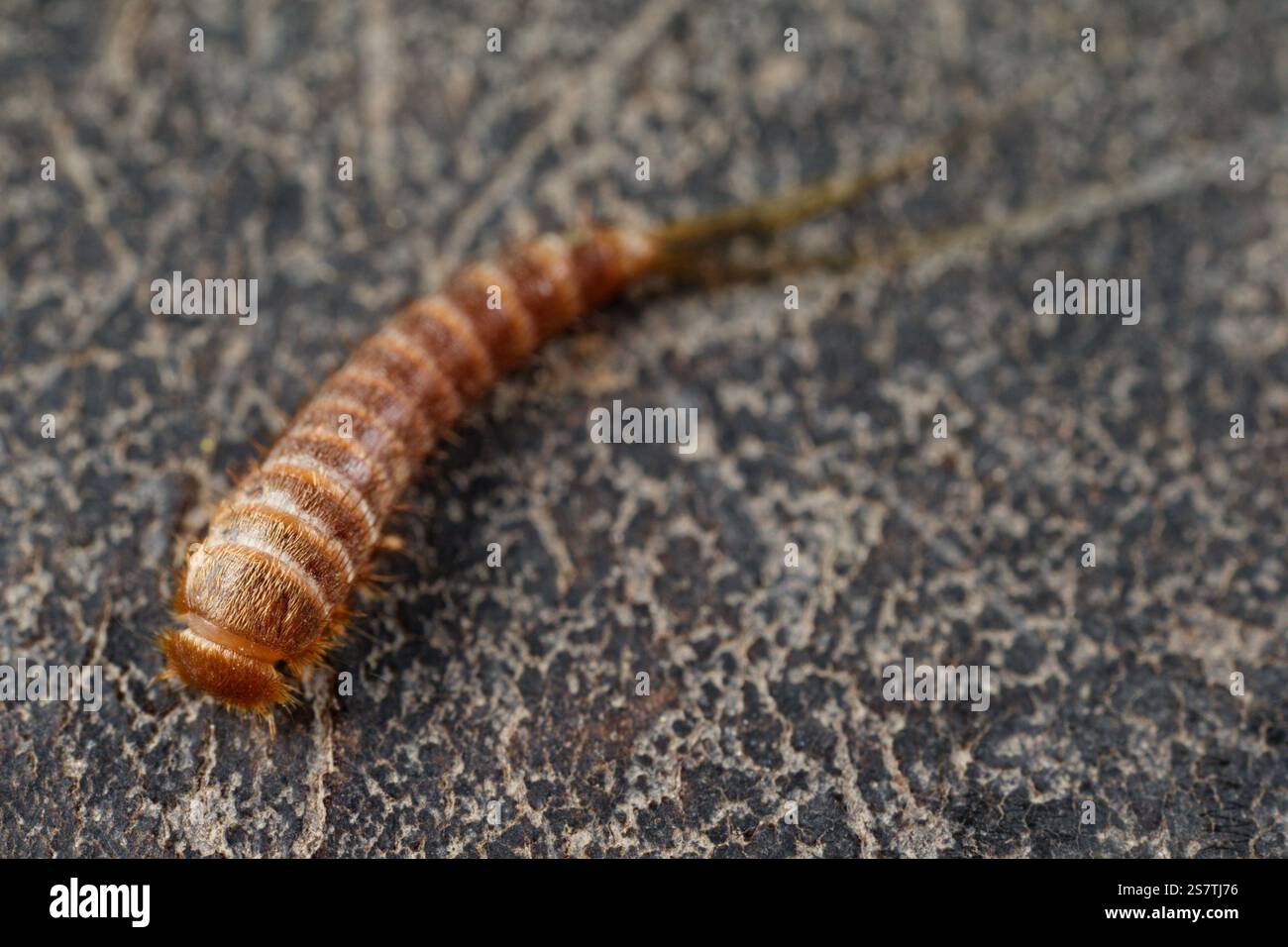 Carpet Beetle Larva Attagenus Stock Photo Alamy carpet-beetle-larva-attagenus-stock-photo-alamy