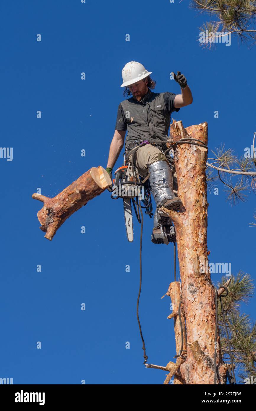 A tree surgeon drops a sawn off section of the trunk of a tree before ...
