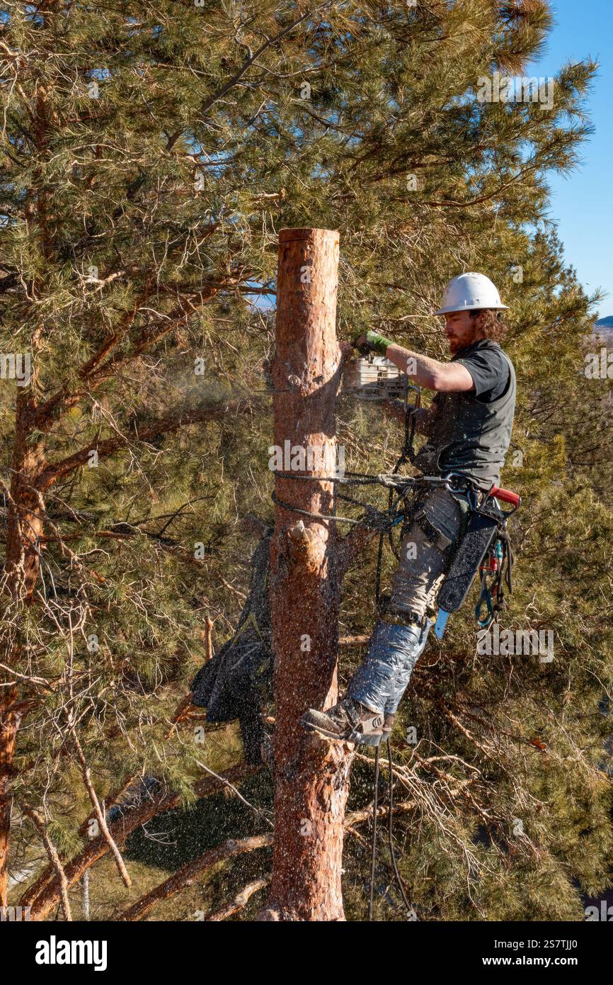 A tree surgeon uses a chain saw to cut the trunk of a tree in smaller ...