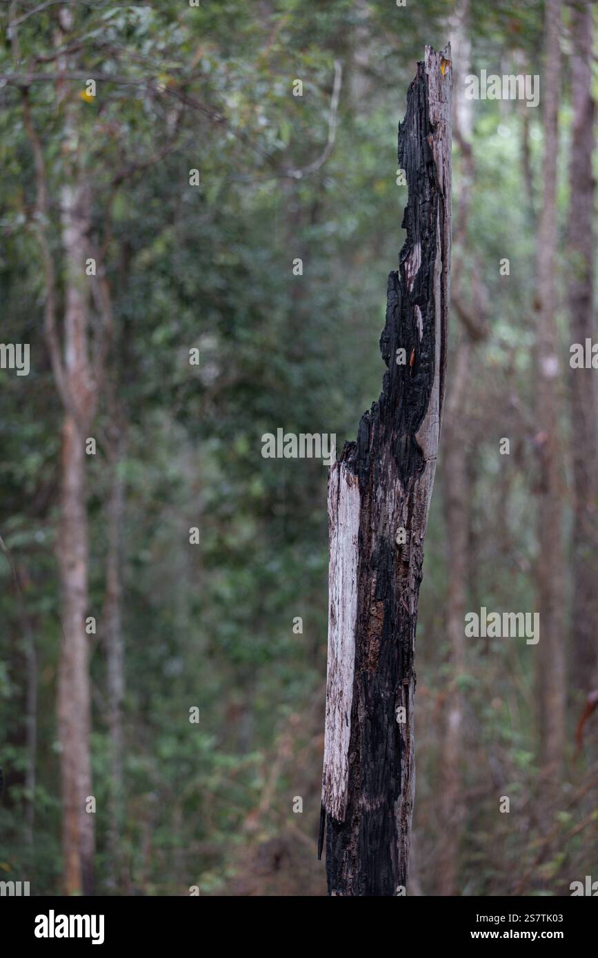A burnt tree trunk standing alone in a dense Australian forest Stock Photo