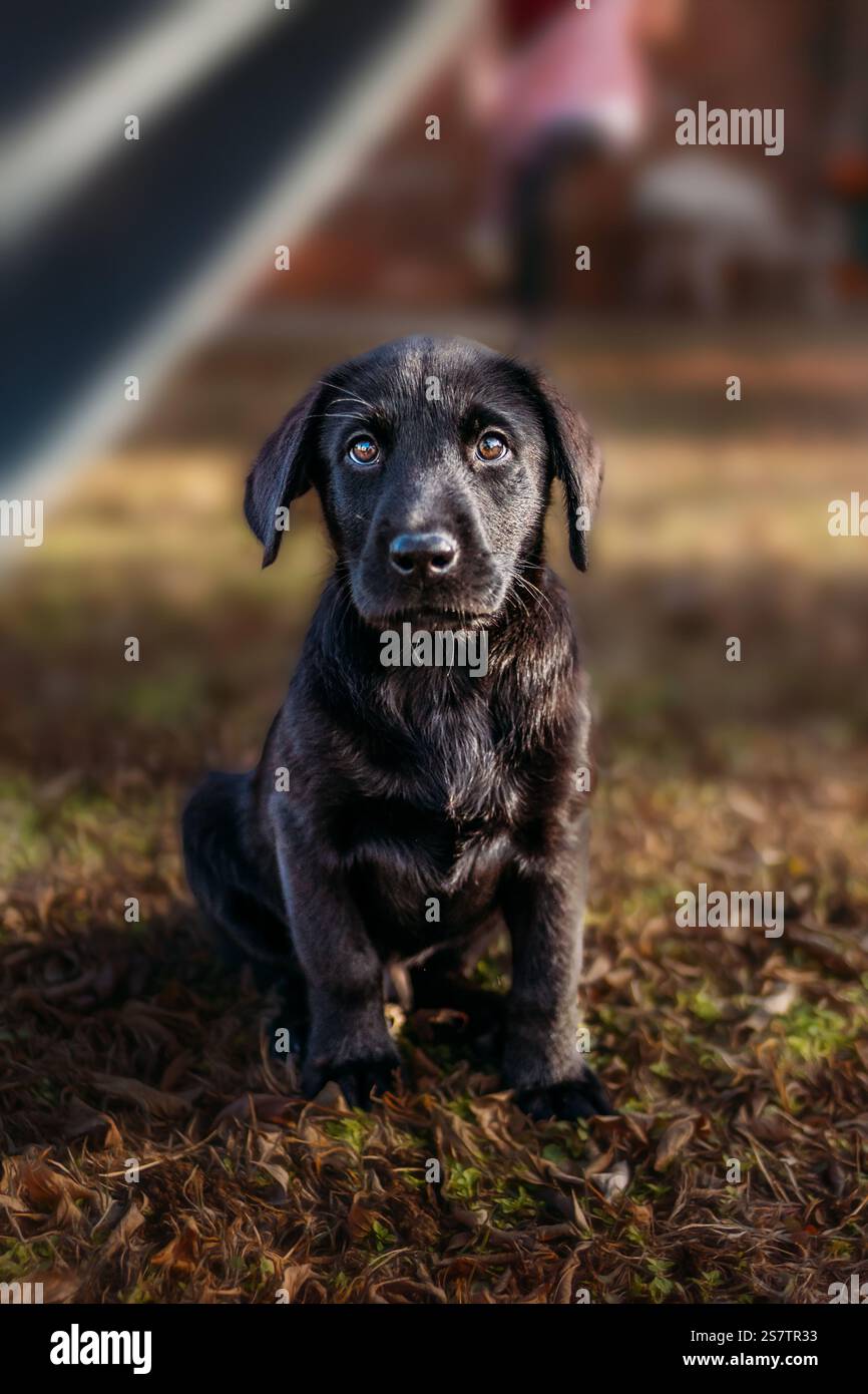 Black Labrador retriever puppy looking up at camera with puppy eyes ...