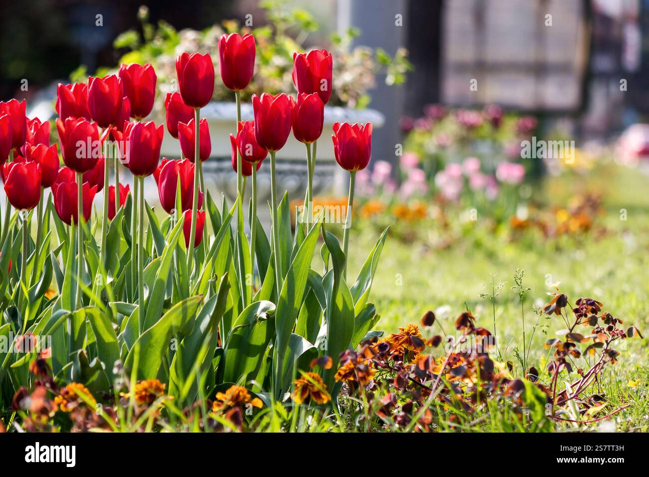 beautiful tulip flowers. romantic outdoor. urban landscape in spring. morning freshness Stock Photo