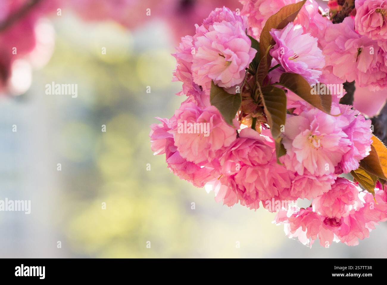 branch of pink sakura in blossom. floral closeup. nature background in spring. japanese culture Stock Photo