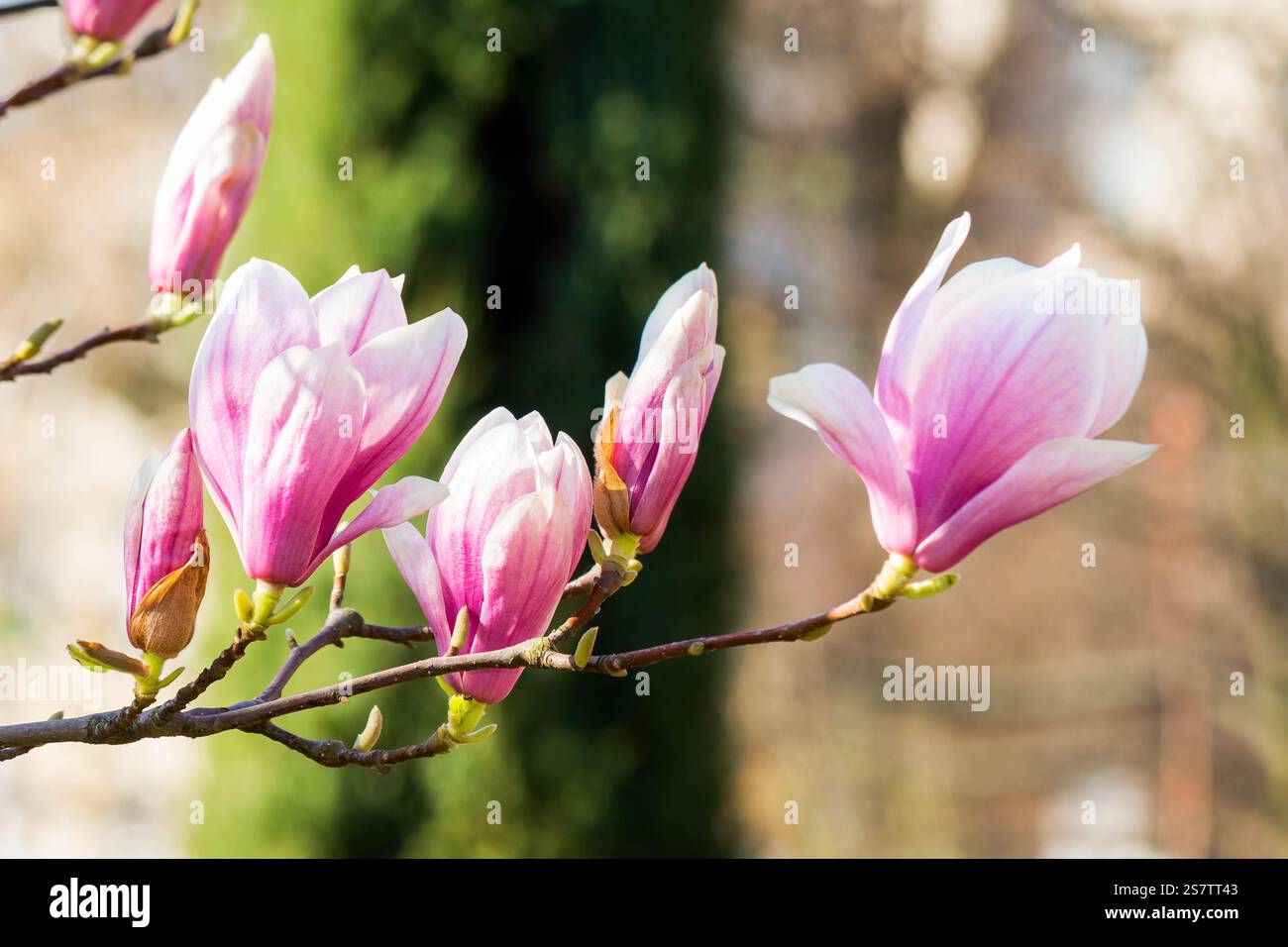 branch of magnolia in full bloom. decorative plant. nature background in spring. urban environment Stock Photo