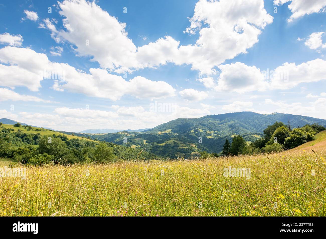 nature background with green field on the hill. alpine highland of ukraine. blue sky with fluffy clouds. carpathian mountain landscape in summer. outd Stock Photo