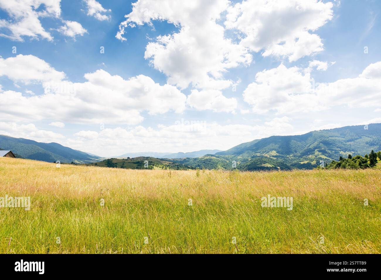 nature background with green field on the hill. rural pasture. blue sky with fluffy clouds. carpathian mountain landscape in summer. warm stunning wea Stock Photo