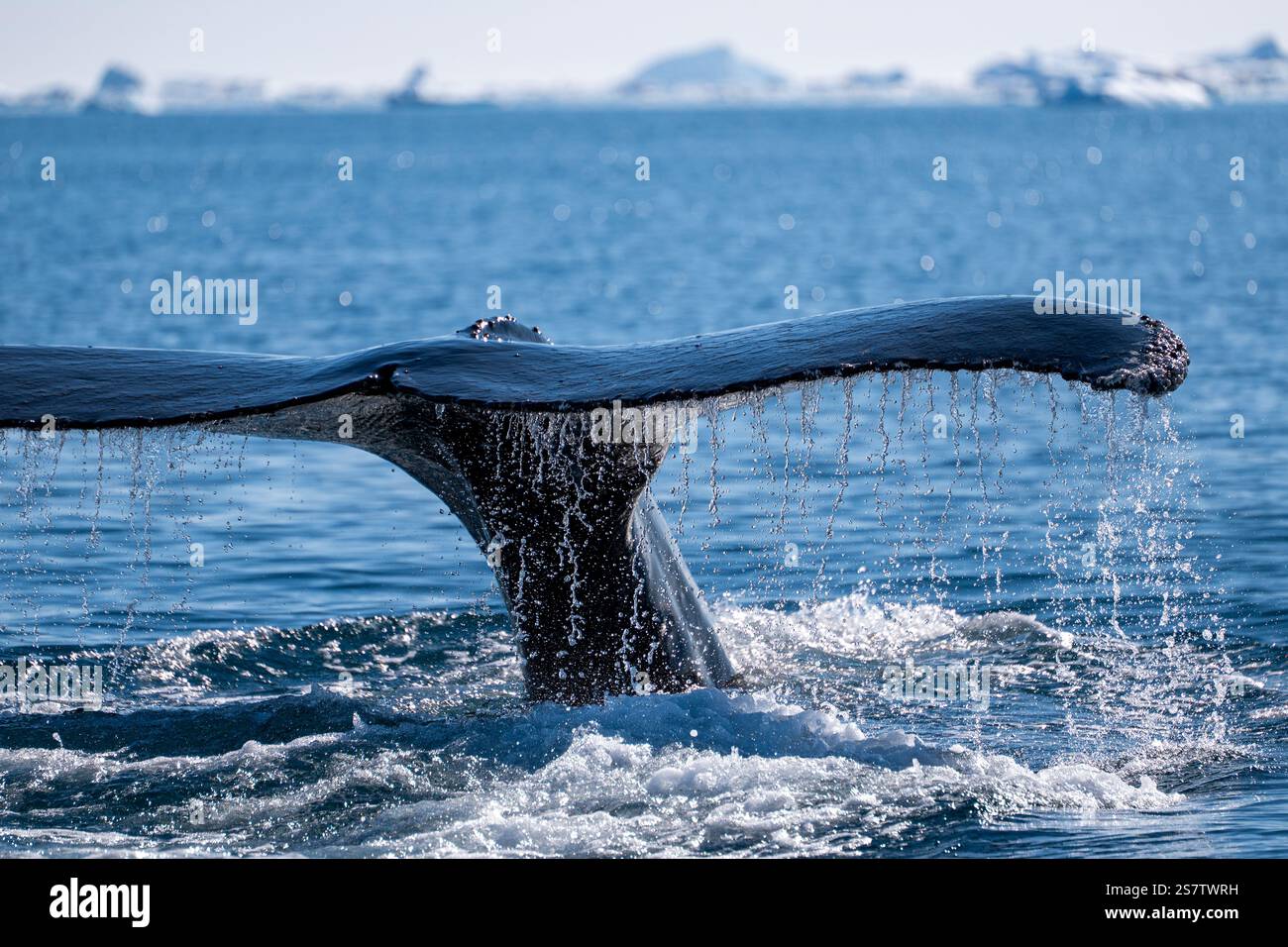 Whale Tail