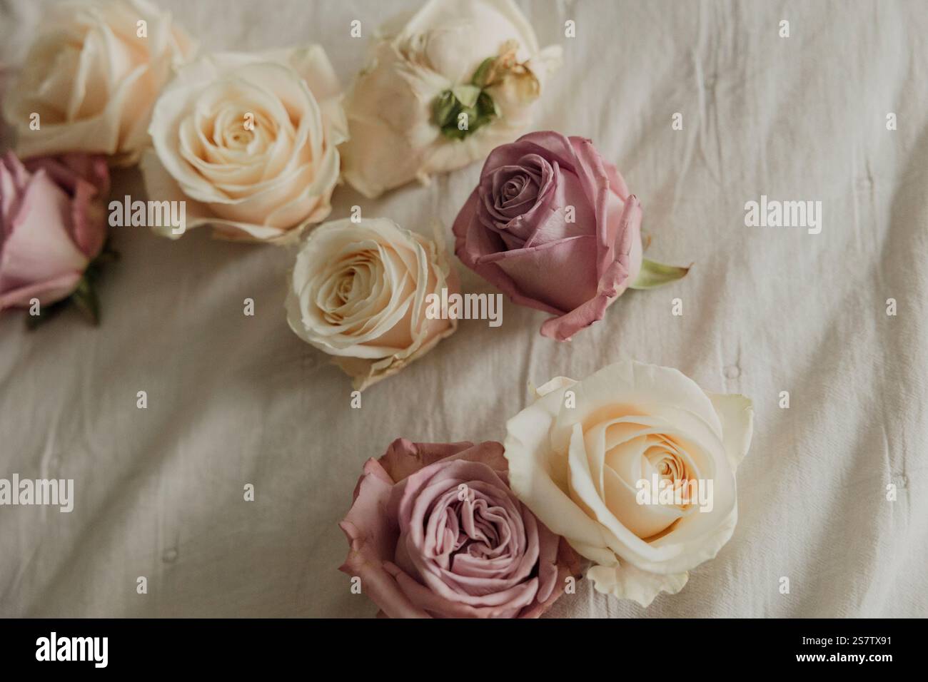 Soft pink and cream roses arranged on a white fabric background Stock ...